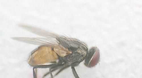 有什么辦法可以驅(qū)趕房間內(nèi)的蒼蠅我試過食醋，大蒜都沒用