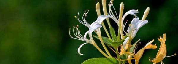 新鮮金銀花怎么烘干家庭,新鮮的金銀花怎么烘干圖1