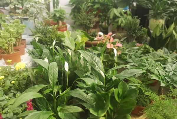 白掌的作用與功效,白掌的作用和功效圖2