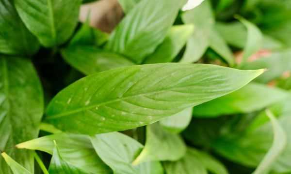 白掌的作用與功效,白掌的作用和功效圖4