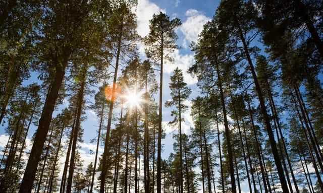 一棵櫻桃樹繪本講的什么