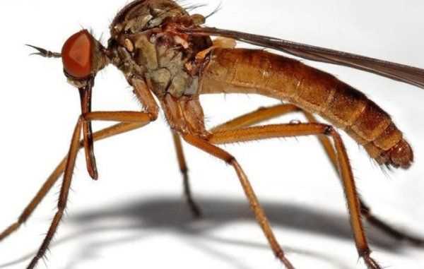 孕婦的臥室如何除蚊子,孕婦可以用哪些來驅(qū)蚊子的 - 百度寶寶知道圖10