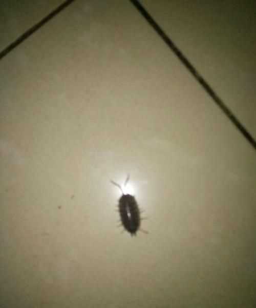 怎樣消滅菜地里的潮蟲