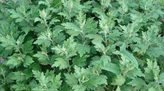 艾葉煮水洗臉的壞處,艾草能天天洗臉嗎圖4