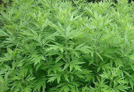 艾葉煮水洗臉的壞處,艾草能天天洗臉嗎圖7