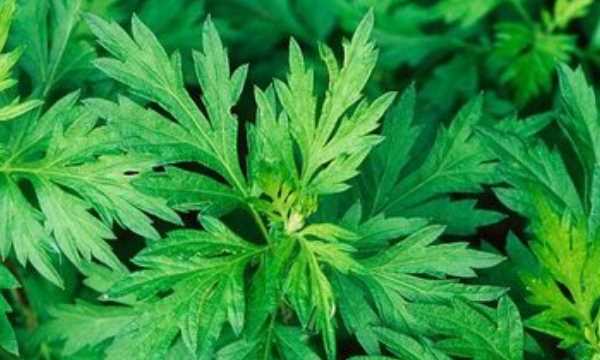 艾葉煮水洗臉的壞處,艾草能天天洗臉嗎圖8