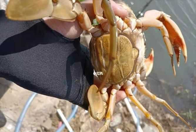 黃油蟹怎么養(yǎng)