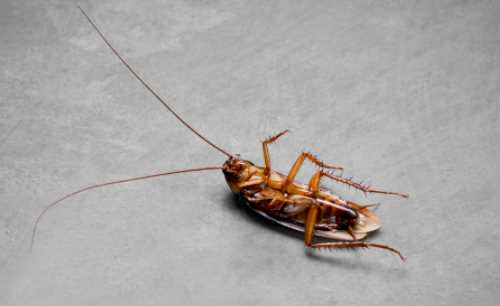 蟑螂踩死繁殖更快,踩死蟑螂會(huì)產(chǎn)生更多嗎圖3