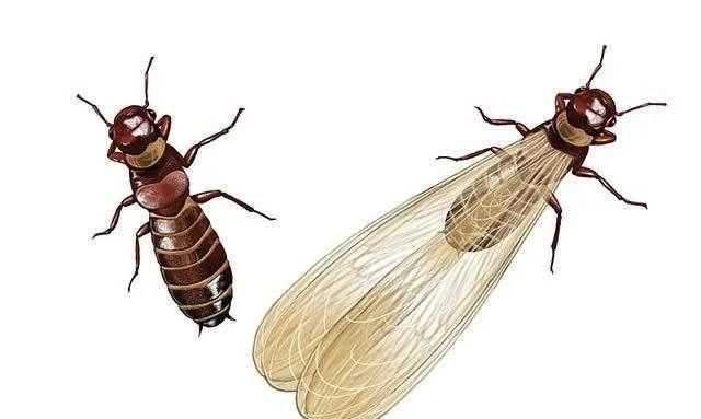 這種是什么蟲子總在客廳陽臺(tái)出現(xiàn)會(huì)跳?