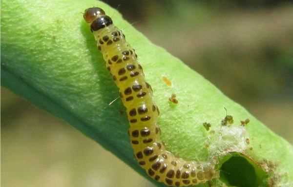 蛀蟲的蛀跟什么有關(guān),蛀是什么意思圖1