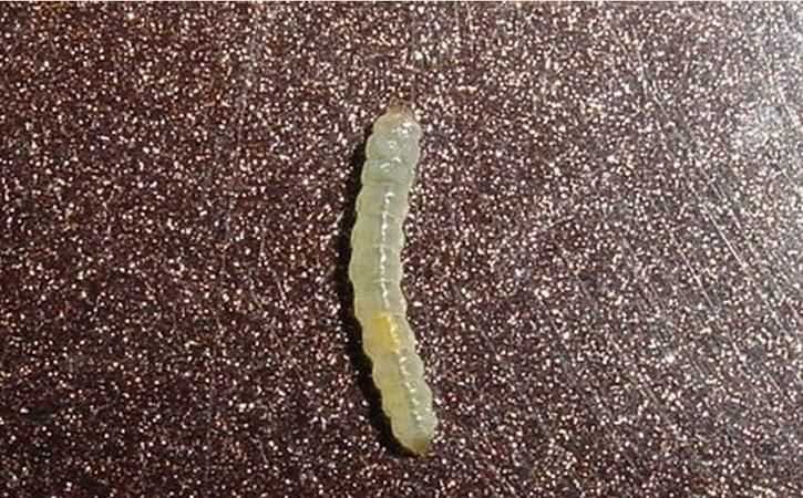 蟲字旁的字都和什么有關(guān)一年級