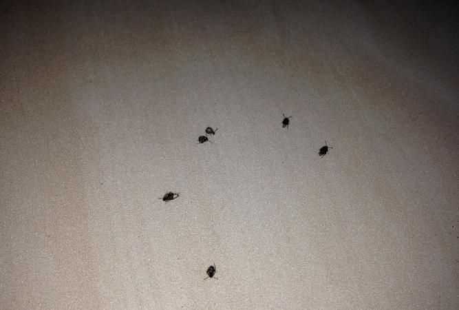 月字的故事及來歷