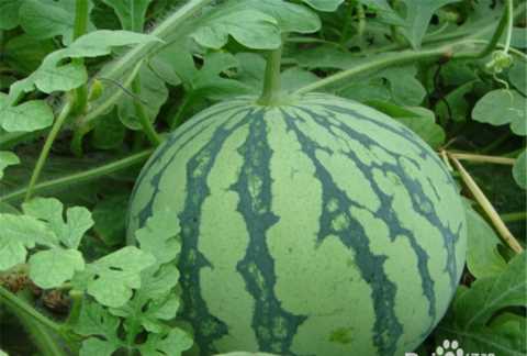 西瓜買回來不熟怎么辦