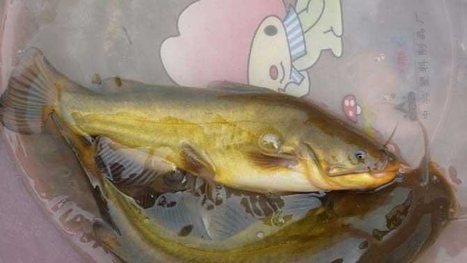 研究黃顙魚的意義和價值