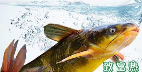 黃骨魚的營養(yǎng)價值及功效