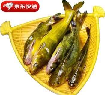 黃古魚的營養(yǎng)價值及功效與作用
