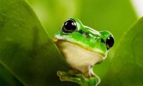 從動物身上得到啟示的發(fā)明有哪些,人類從哪些動物受到啟發(fā)發(fā)明了什么?圖4