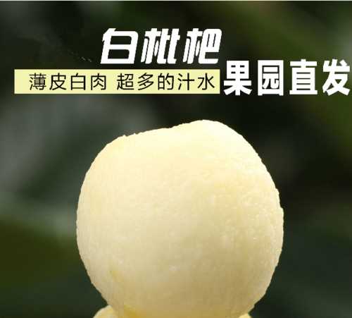 東山白玉枇杷什么時候上市2022