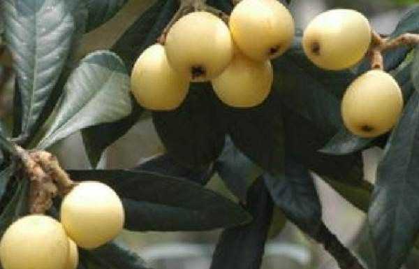 東山白玉枇杷的特點,蘇州東山白玉枇杷蜜好喝嗎圖4