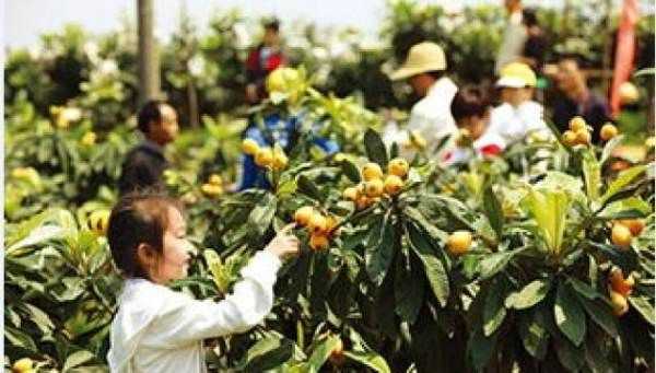 東山白玉枇杷的特點,蘇州東山白玉枇杷蜜好喝嗎圖7