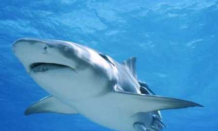 會(huì)游泳的動(dòng)物有哪些,會(huì)游泳的動(dòng)物有哪些?圖3