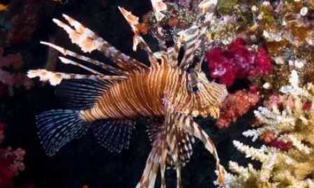 會(huì)游泳的動(dòng)物有哪些,會(huì)游泳的動(dòng)物有哪些?圖4