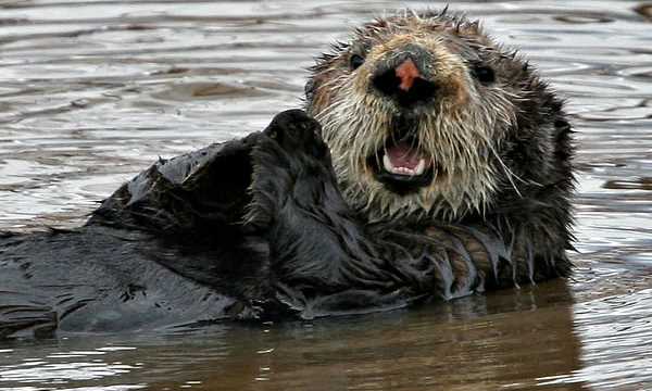 會(huì)游泳的動(dòng)物有哪些,會(huì)游泳的動(dòng)物有哪些?圖7