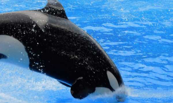 會(huì)游泳的動(dòng)物有哪些,會(huì)游泳的動(dòng)物有哪些?圖8