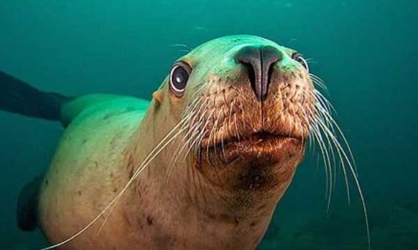 會(huì)游泳的動(dòng)物有哪些,會(huì)游泳的動(dòng)物有哪些?圖9