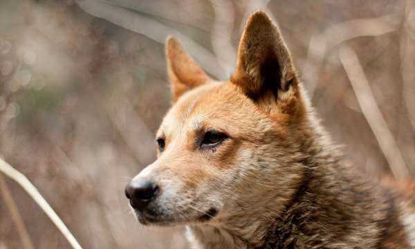 會(huì)游泳的動(dòng)物有哪些,會(huì)游泳的動(dòng)物有哪些?圖15