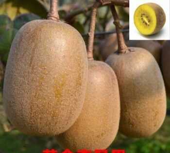 獼猴桃什么季節(jié)成熟