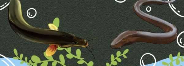 黃鱔是泥鰍,黃鱔不是蛇類圖2