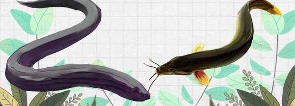 黃鱔是泥鰍,黃鱔不是蛇類圖3