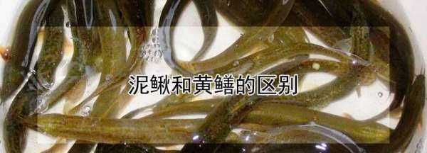 黃鱔是泥鰍,黃鱔不是蛇類圖4