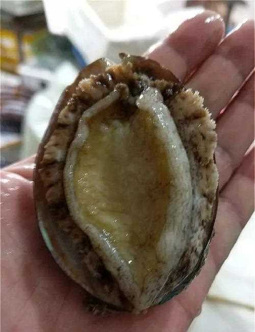 鮮鮑魚(yú)怎么儲(chǔ)存才能時(shí)間更長(zhǎng)