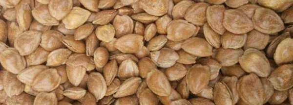 杏子的核可以敲開(kāi)吃,杏子的核可以敲開(kāi)吃嗎圖2