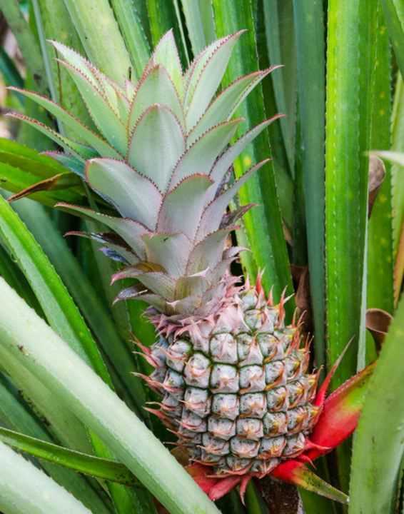 菠蘿買回來要用鹽水泡,菠蘿需要用鹽水泡泡嗎圖4