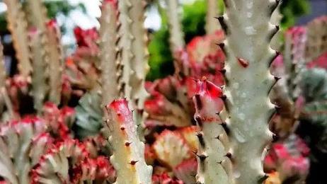 鎮(zhèn)宅最吉利的三種花 鎮(zhèn)宅最吉利的三種花