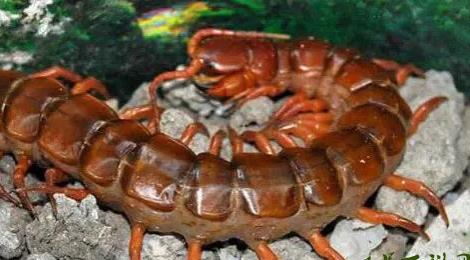 10000米長(zhǎng)的蜈蚣圖片