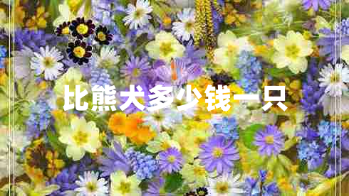 比熊犬多少錢一只