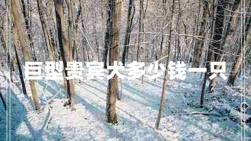 巨型貴賓犬多少錢(qián)一只