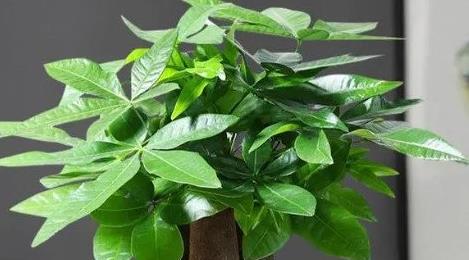 鎮(zhèn)宅最吉利的三種花 鎮(zhèn)宅最吉利的三種花