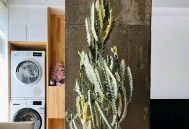 鎮(zhèn)宅最吉利的三種花 鎮(zhèn)宅最吉利的三種花