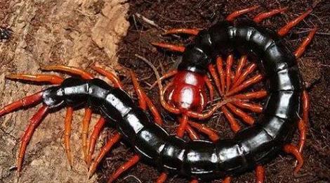 10000米長(zhǎng)的蜈蚣圖片