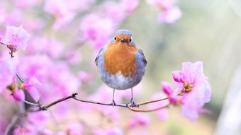 典故,描寫(xiě),春天