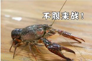 龍蝦的典故