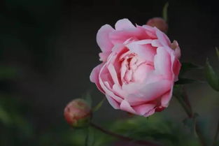 芍藥典故詩(shī)詞