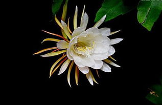 曇花,典故,一現(xiàn)