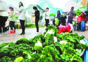 在小區(qū)做蔬菜活動策劃方案