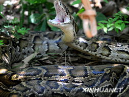 保護(hù)野生蛇活動(dòng)策劃方案